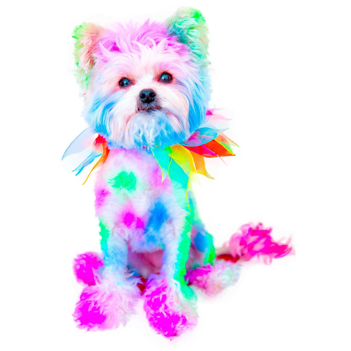 Semi Perm Coat Color Shampoo for Dogs F454