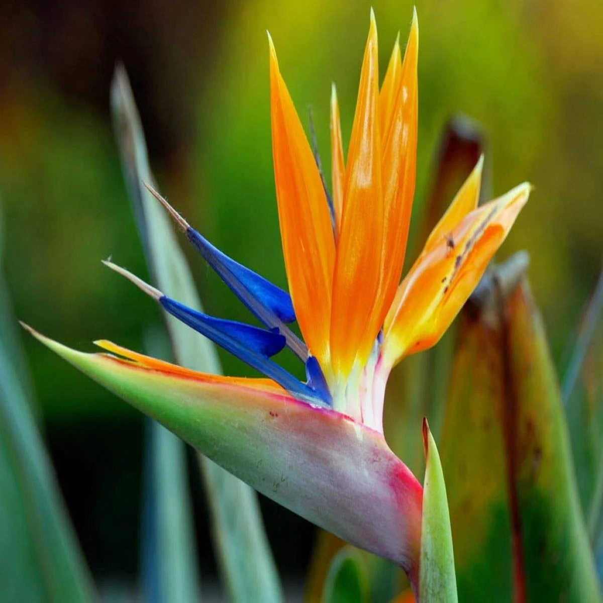 Birds of Paradise Fragrance Oil 4 oz Bottle K851
