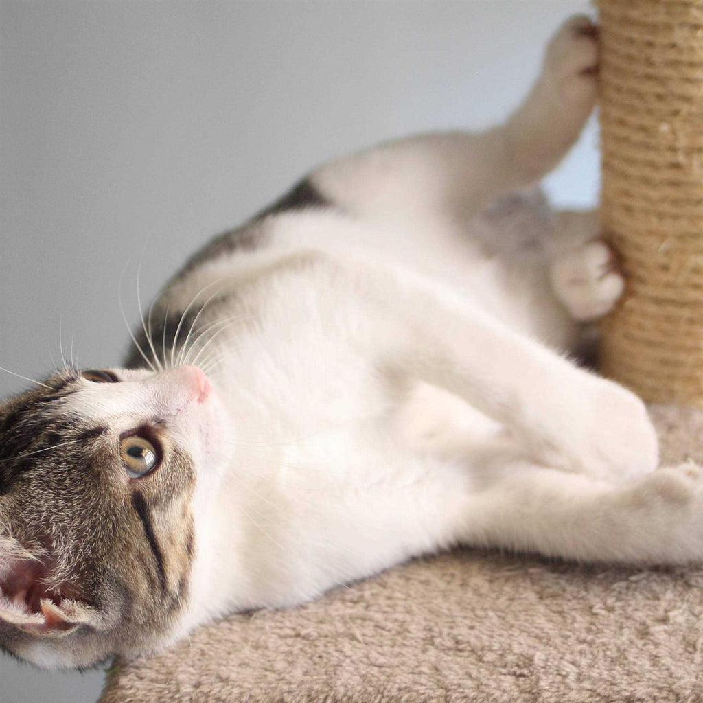 Cat Scratching Post with Toys N587891