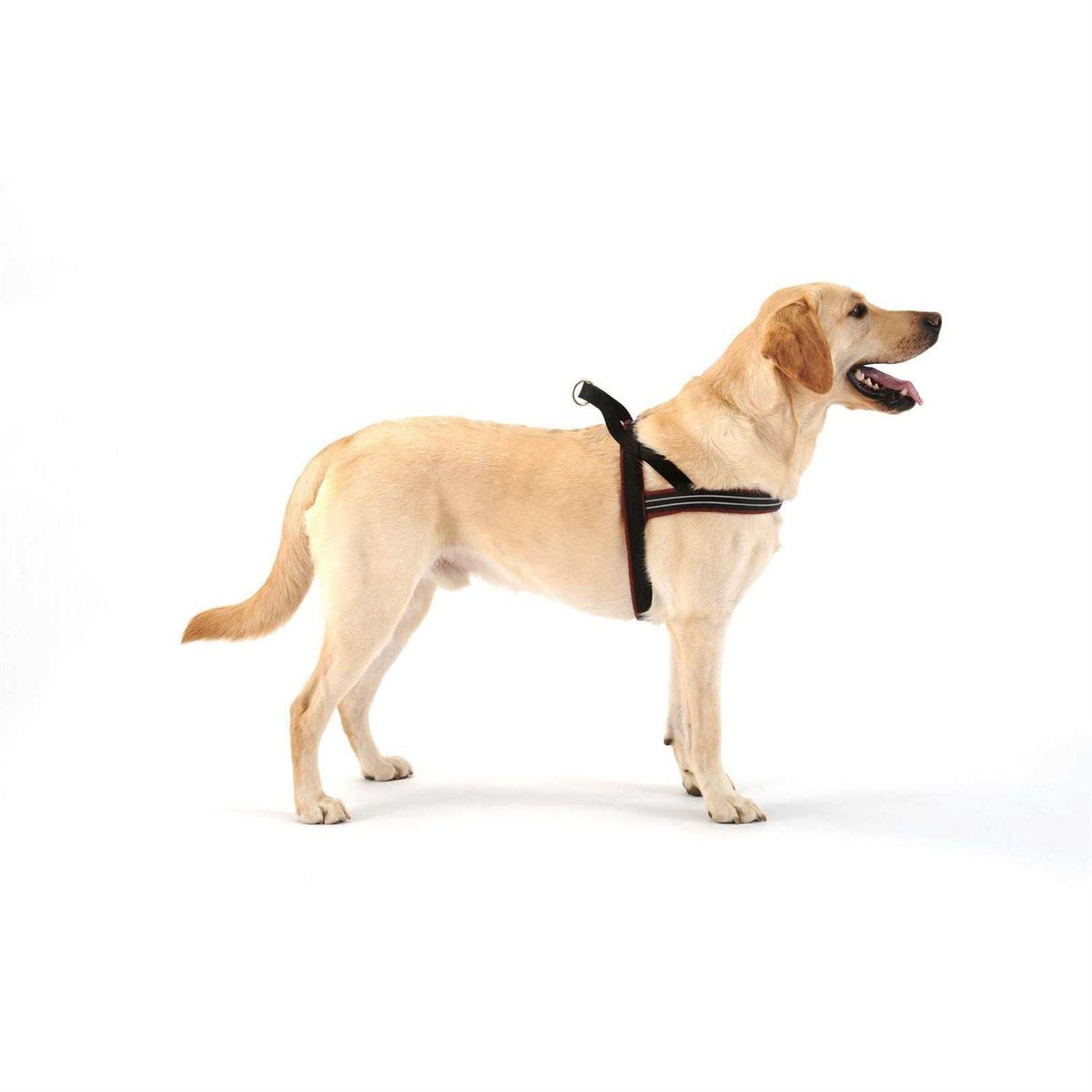 Sport Harness T72249