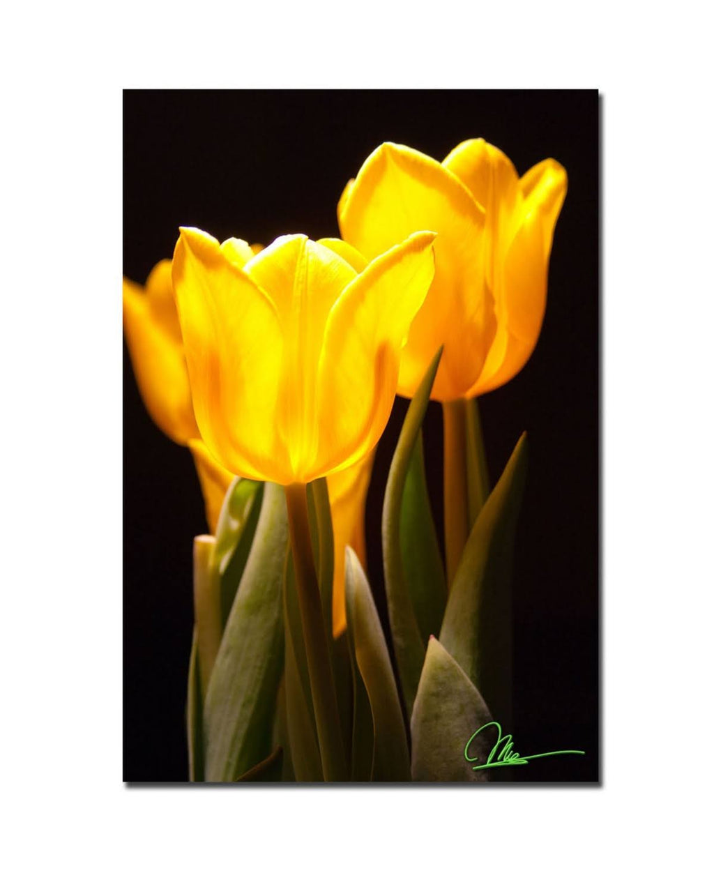 Yellow Tulips Canvas Art U94290
