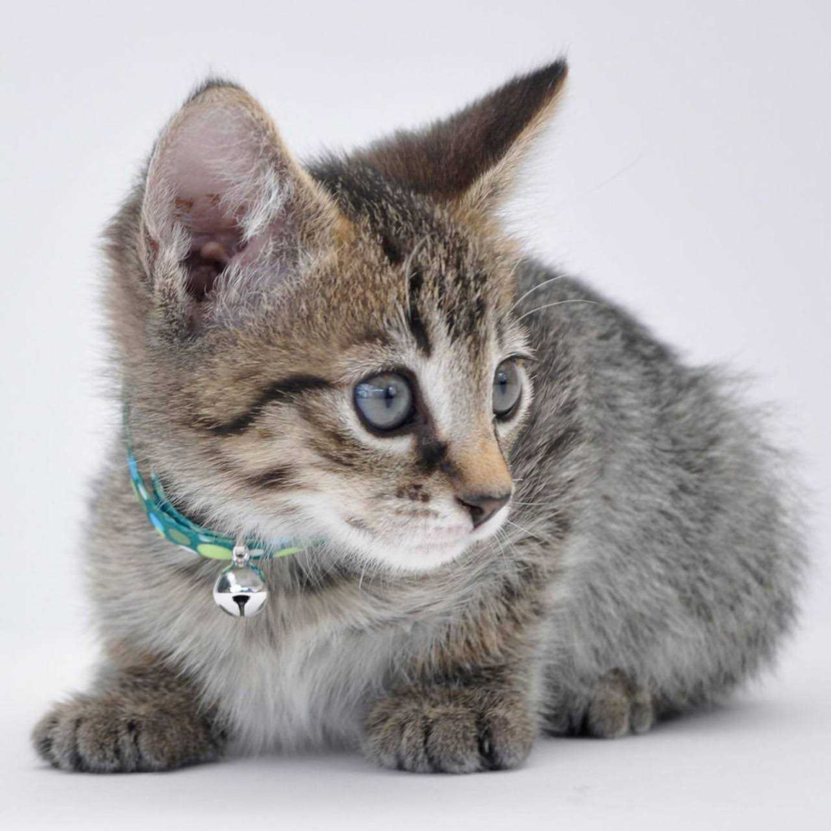 Adjustable Breakaway Kitten Collar G5600