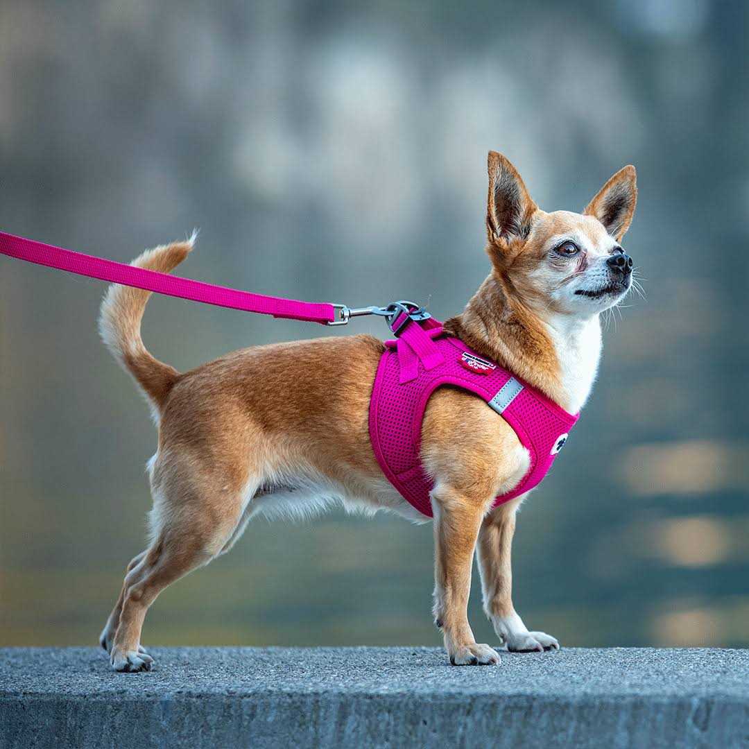Air-Mesh Dog Harness T840450