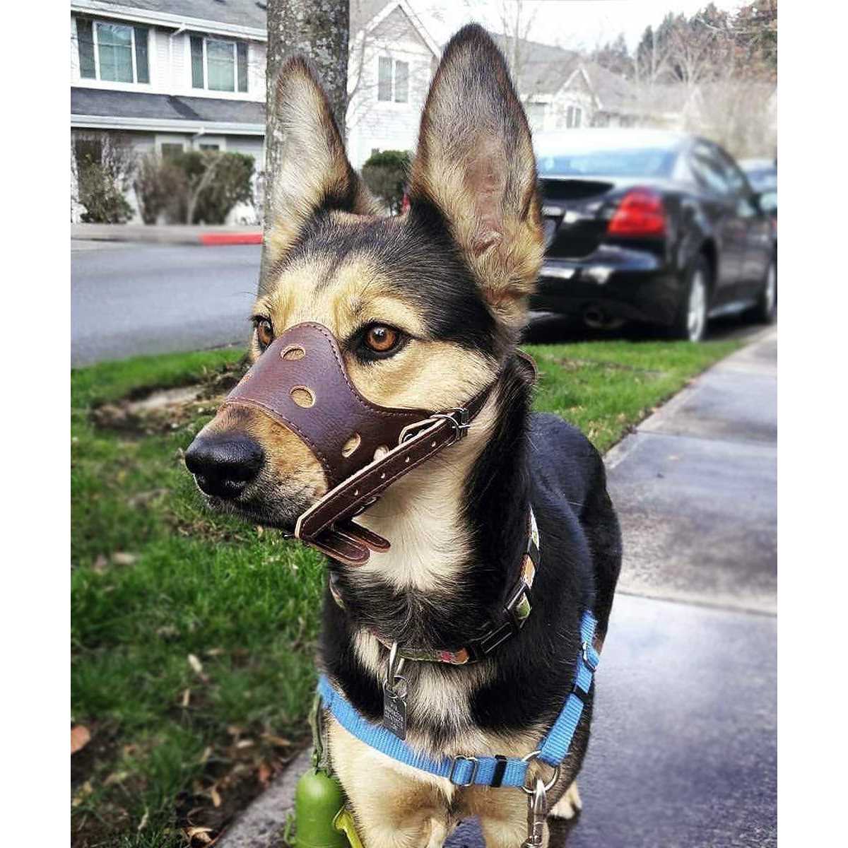 Leather Dog Muzzle C151