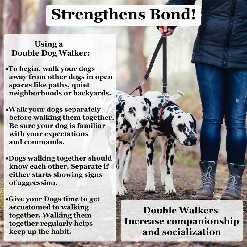 Double Dog Walker Leash, 16-24 Inches, Adjustable, Tin Alloy Snaps W9913