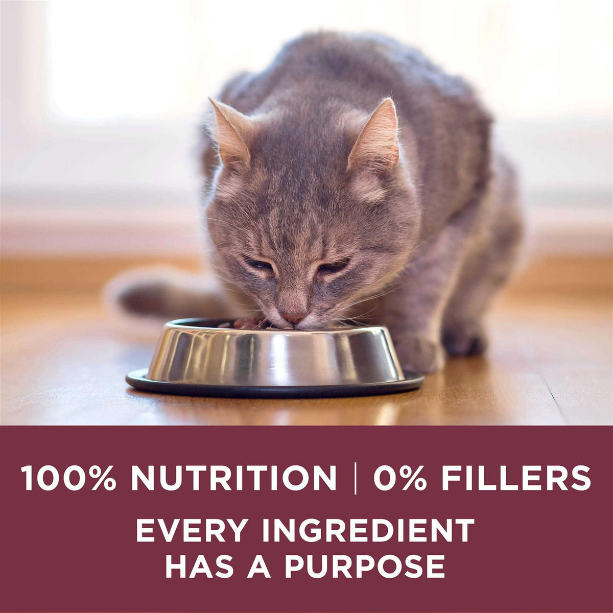 Dry Cat Food L9531