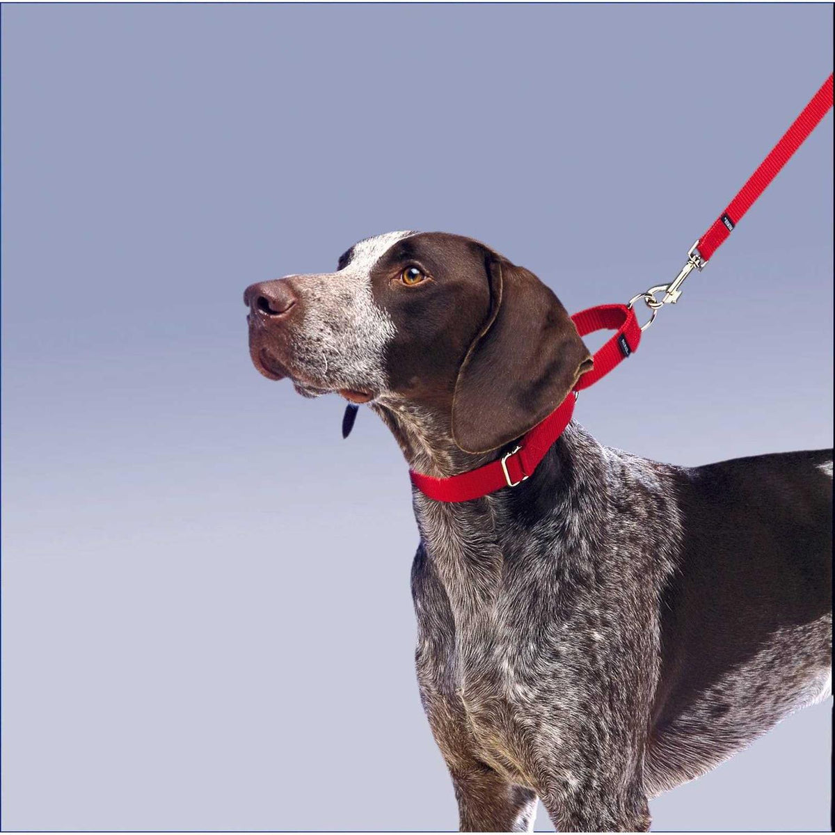 Martingale Collar D3055