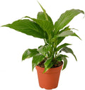 Peace Lily Plant in 6 in. Pot X271