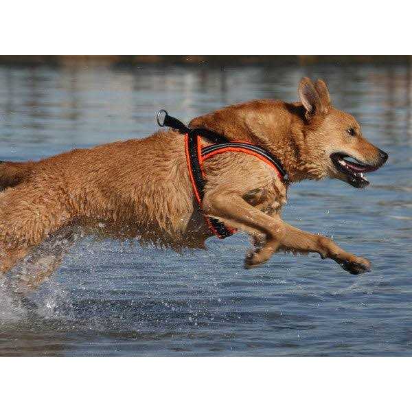Sport Harness T72249