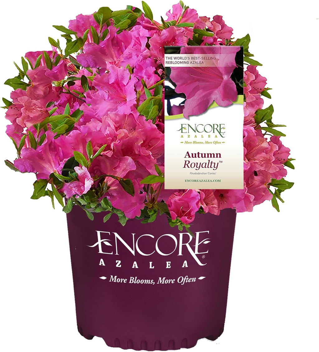 Purple Blooms Azalea 2 Gal O88429