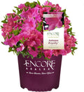 Purple Blooms Azalea 2 Gal O88429