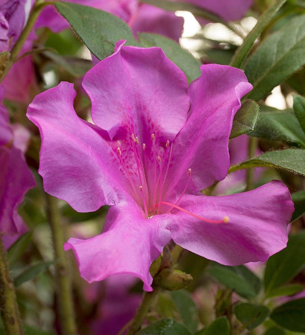 Purple Blooms Azalea 2 Gal O88429
