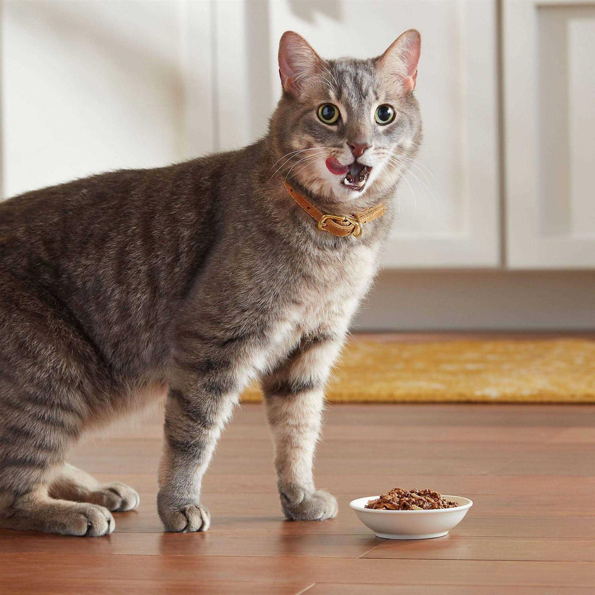 Wet Cat Food P4922