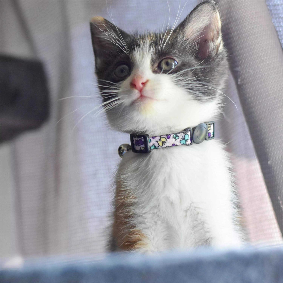 Adjustable Breakaway Kitten Collar G5600