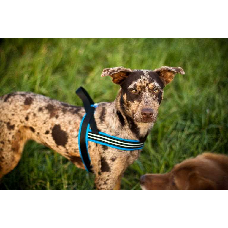 Sport Harness T72249